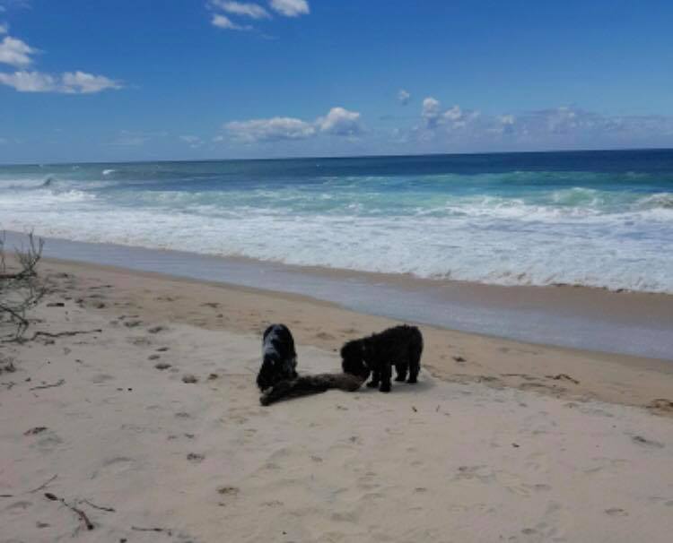 cockerspaniels at the beach