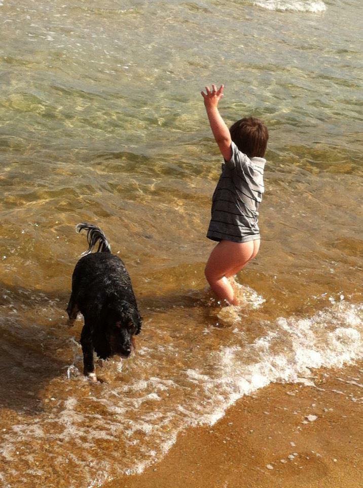 cockerspaniels at the beach