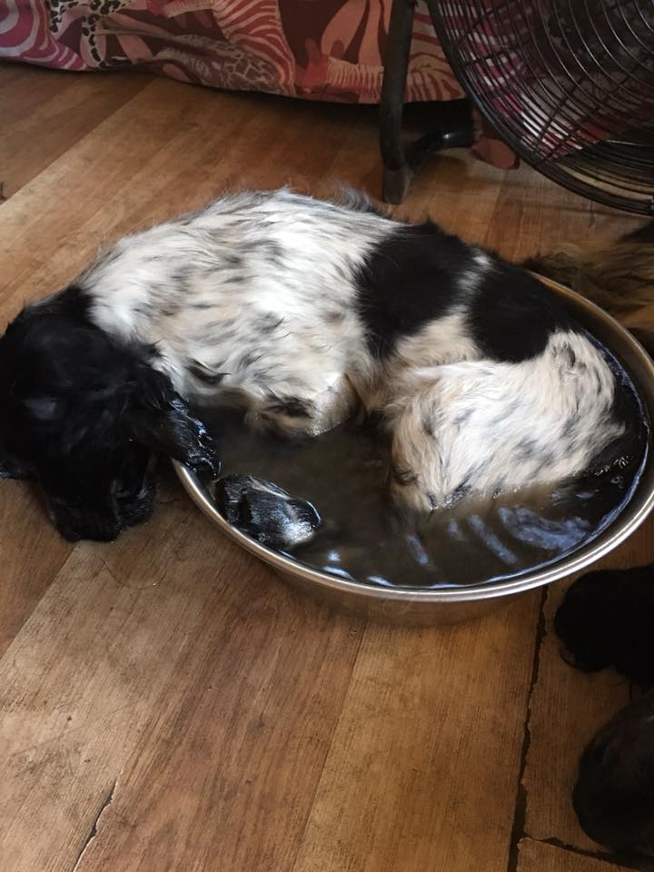 cockerspaniel in bucket