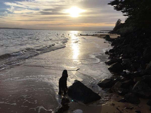 cockerspaniels at the beach