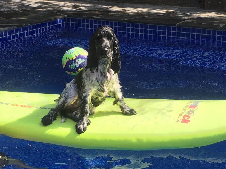 Surfer Dog, English Cockerspaniels