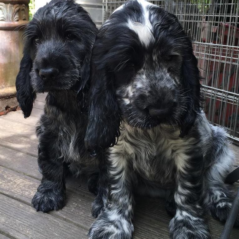 blue roan puppies, english cockerspaniels,