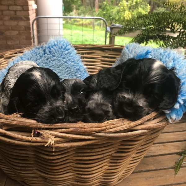 blue roan puppy, english cockerspaniel,