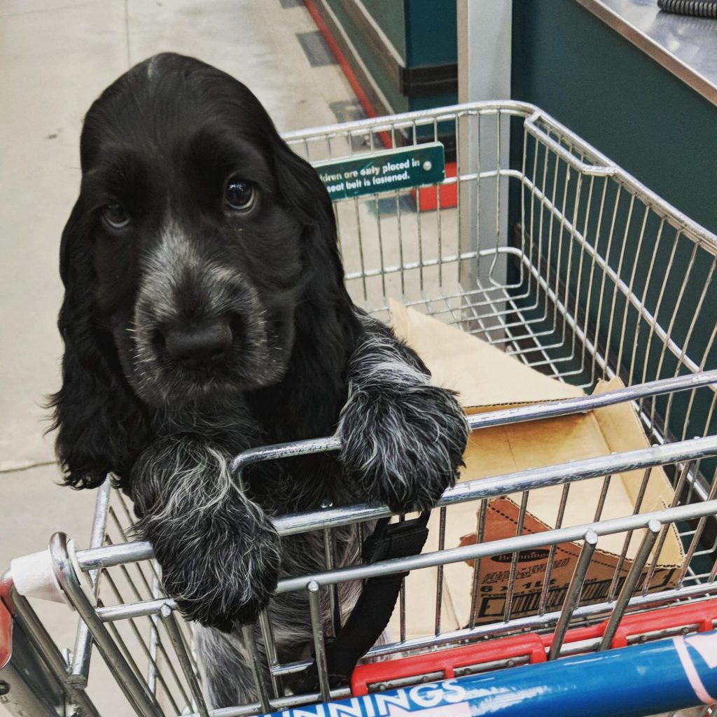 dogs that shop