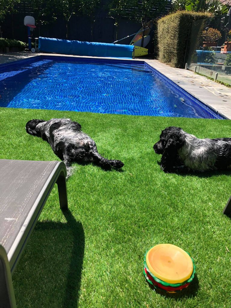 dogs sunbaking