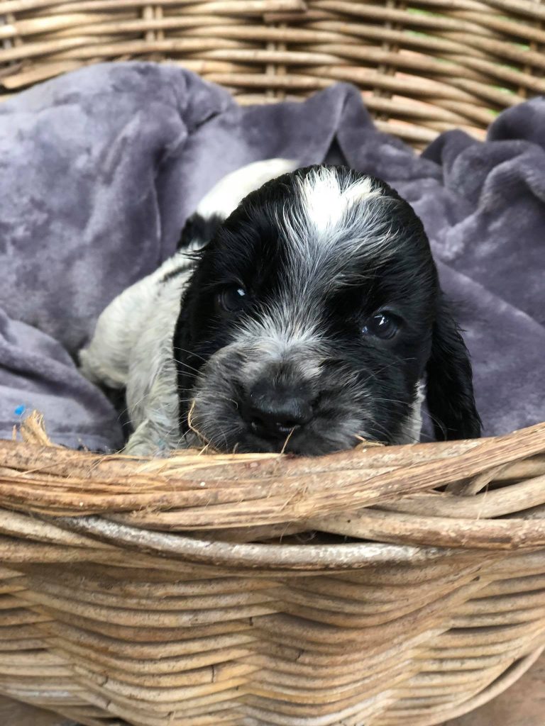 blue roan puppy, english cockerspaniel,