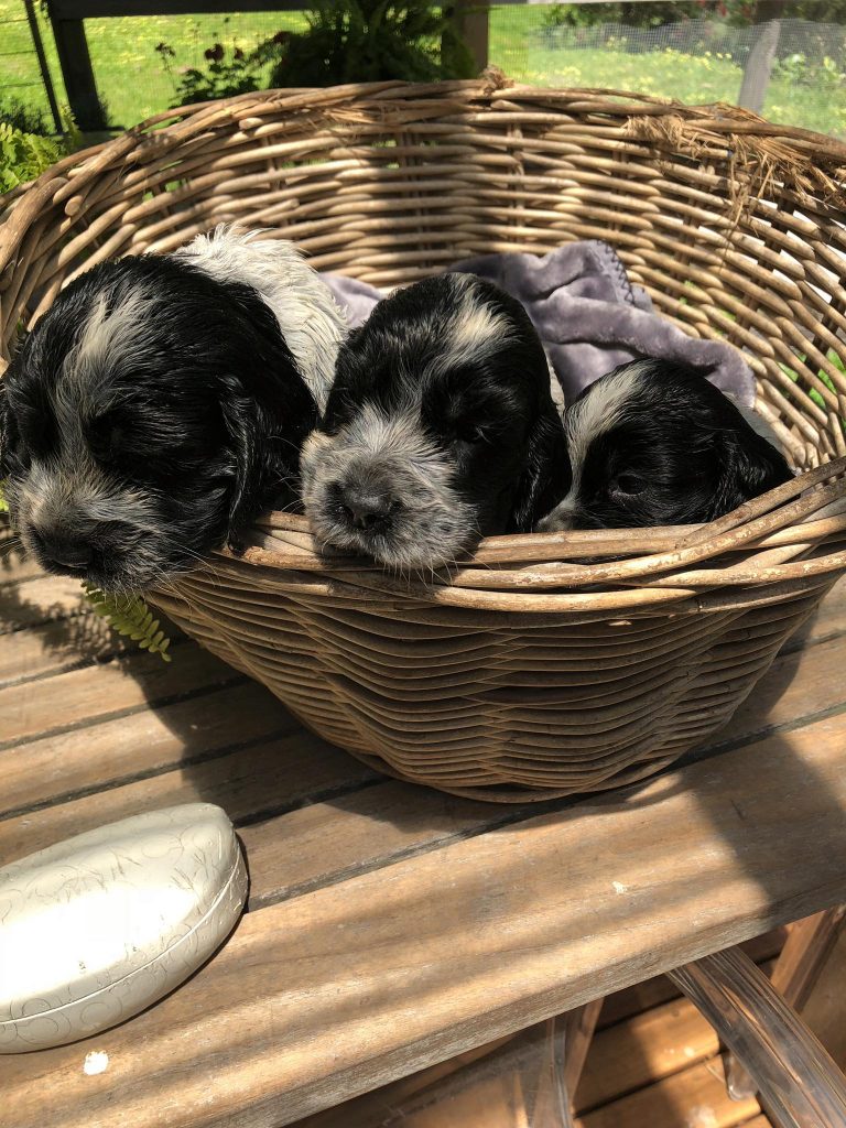 blue roan puppy, english cockerspaniel,