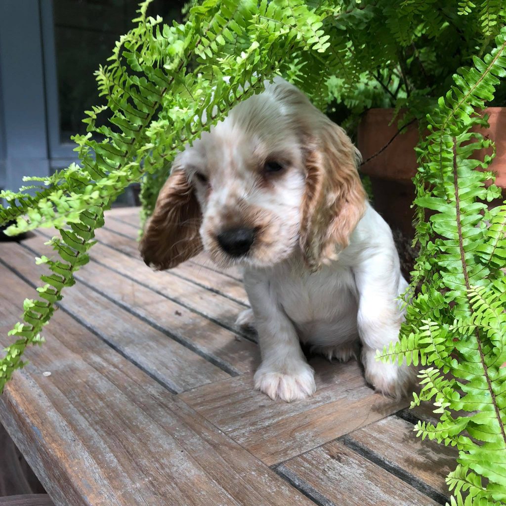 orange roan puppy, english cockerspaniel,