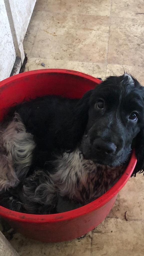 cockerspaniels in bucket