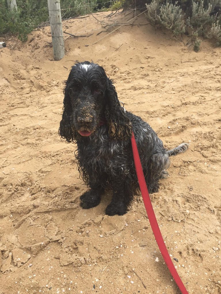 Beach Loving Dogs