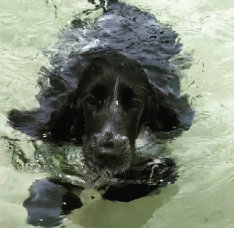 dogs that swim