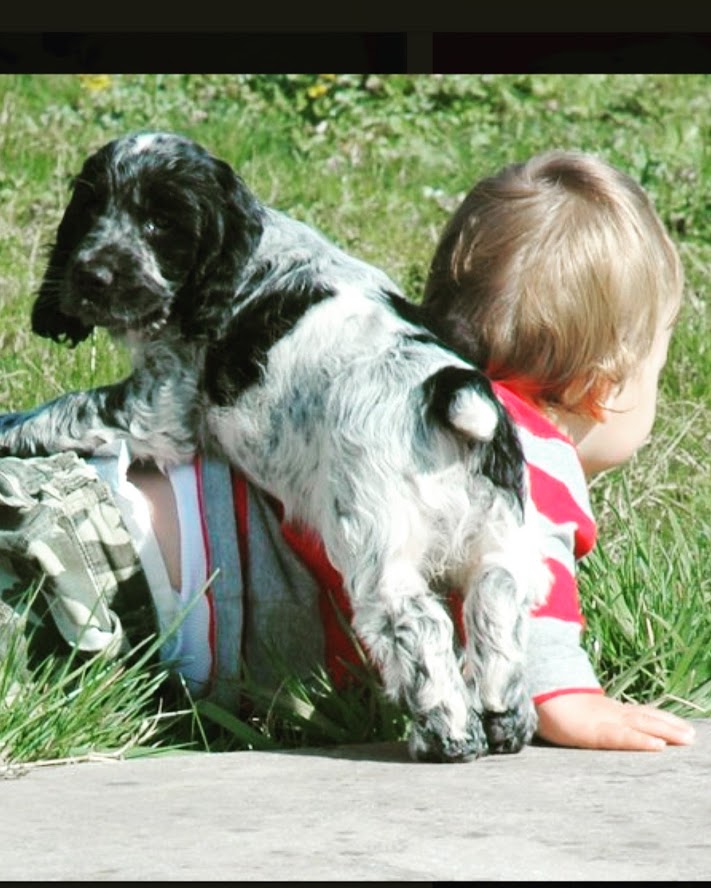 cockerspaniels and children