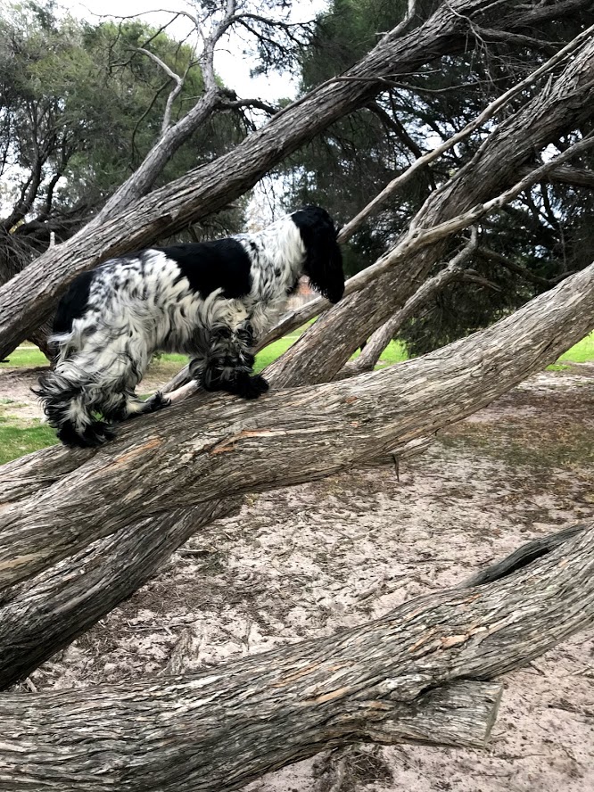 tree climbing