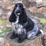 Robmond Cockerspaniels